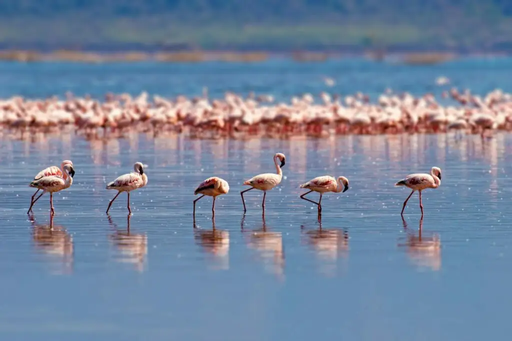 Lake Manyara Flamingos