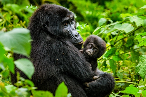 Chimpanzee trekking in Kibale forest Uganda
