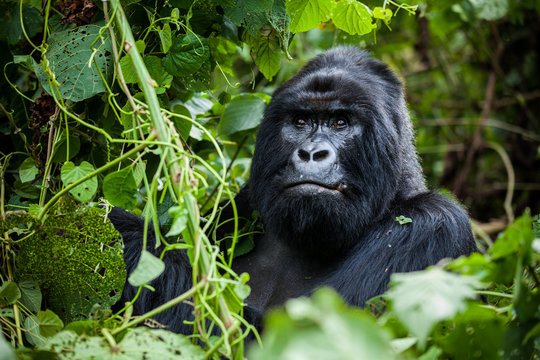Gorilla trekking experience in Bwindi Uganda