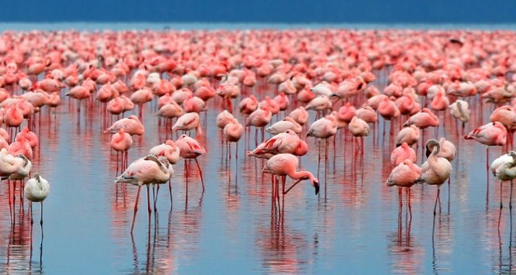 Lake Manyara Flamingos
