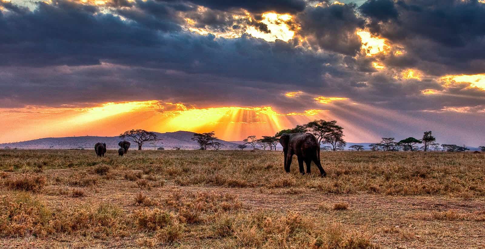 Serengeti Plains