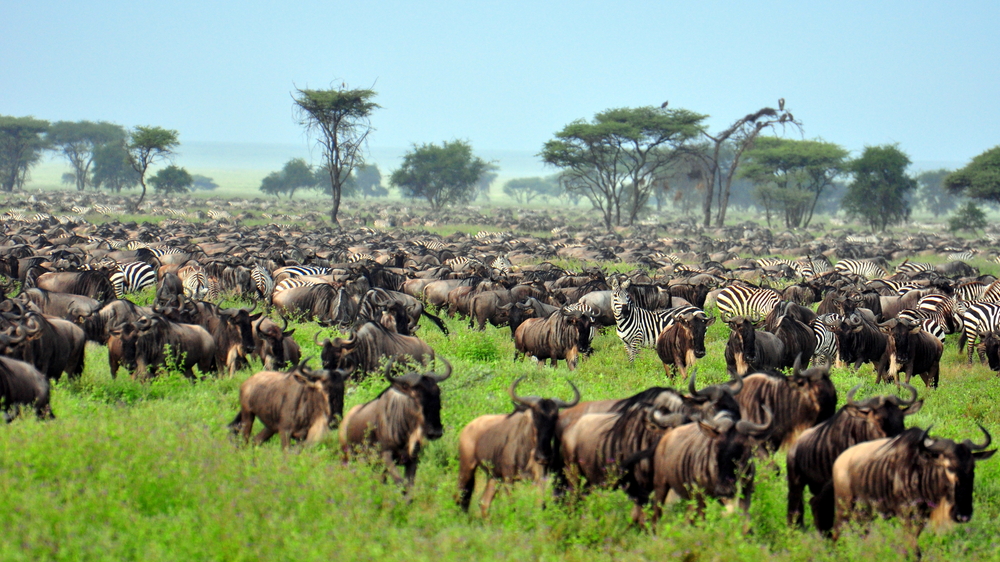 Serengeti Plains