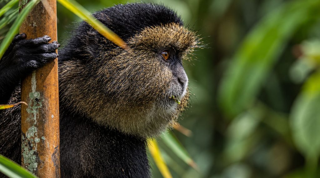 Golden Monkey Trekking And Transfer to Nyungwe Forest