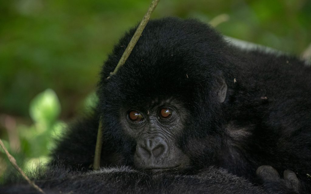 Gorilla Trekking And Transfer to Kisoro with En-route Birding