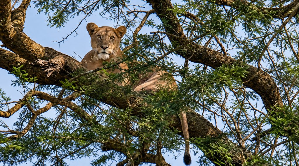 Lion Tracking, Wildlife Viewing and Kazinga Channel Birding