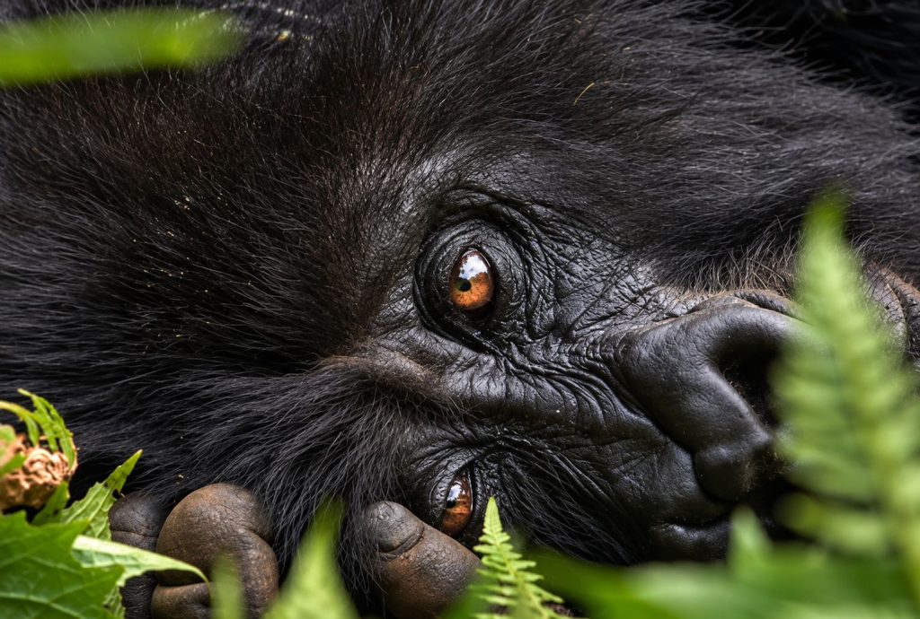 Gorilla Trekking in Volcanoes National Park
