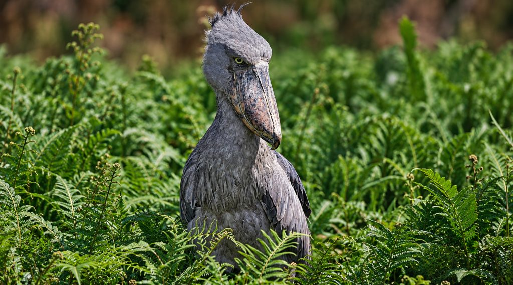 Mabamba Wetland Birding And Transfer to Ziwa Rhino Sanctuary
